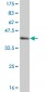 HCLS1 Antibody (monoclonal) (M02)